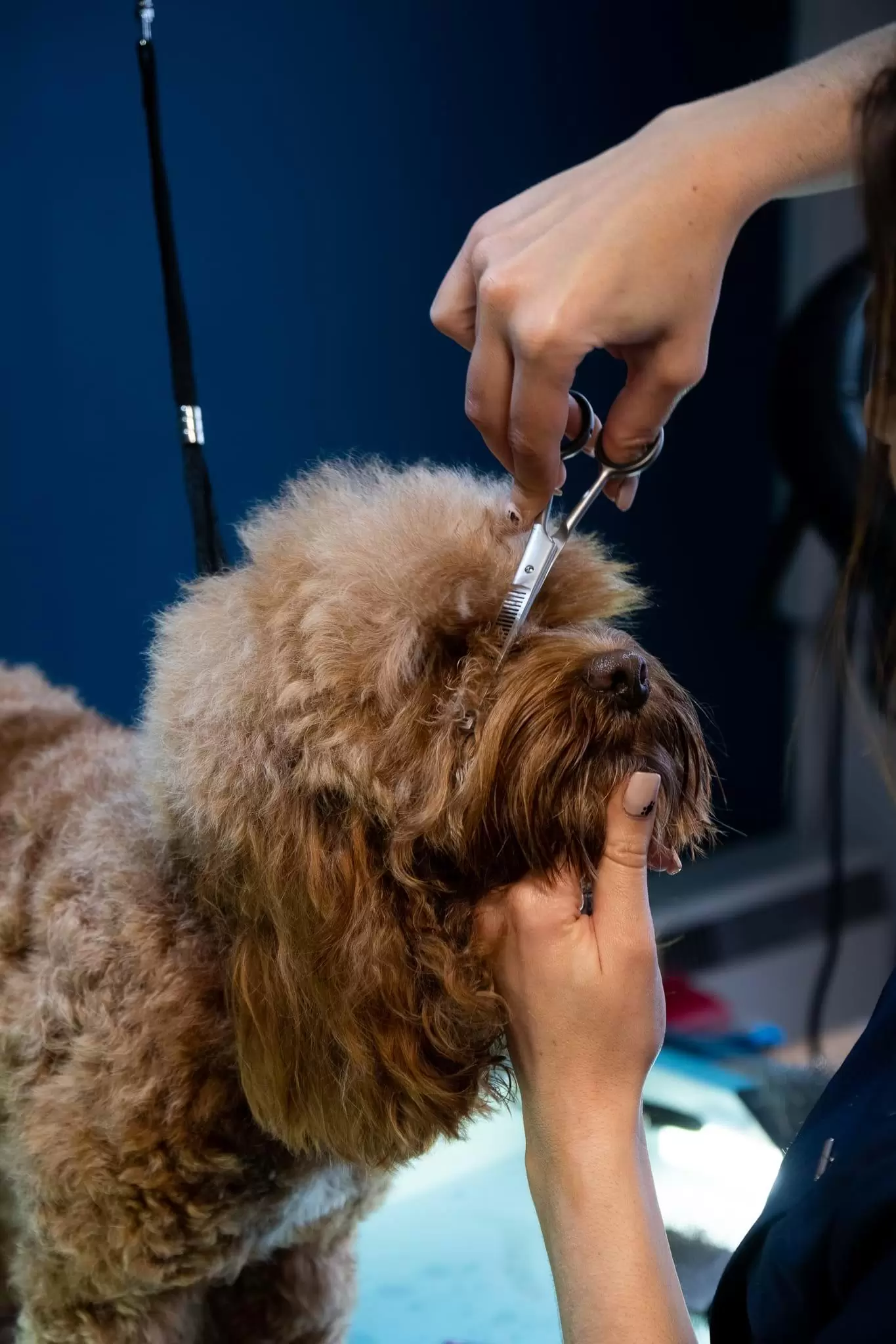 Cute dog getting snout hair trimmed