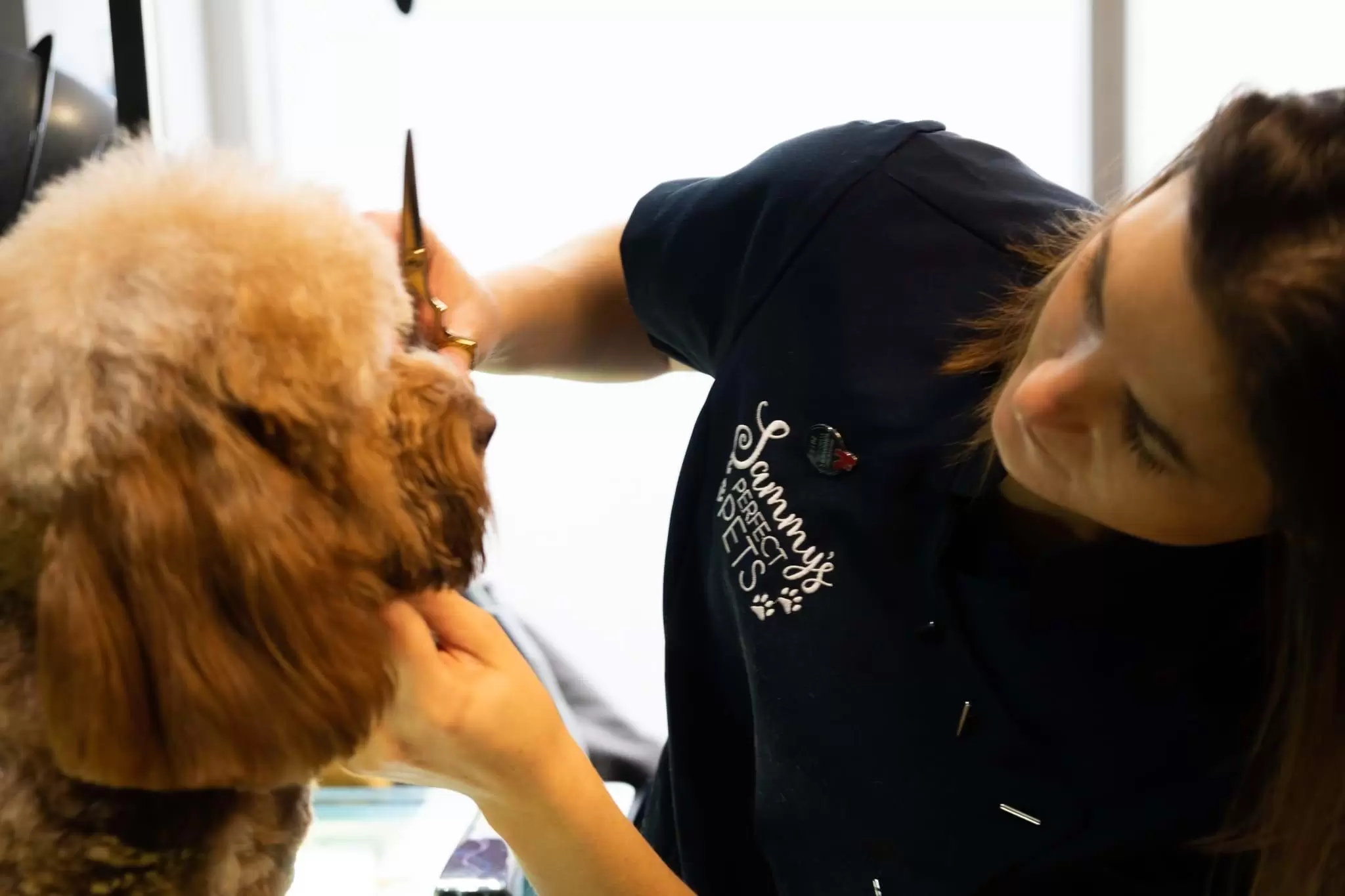 Cute dog getting snout hair trimmed close up